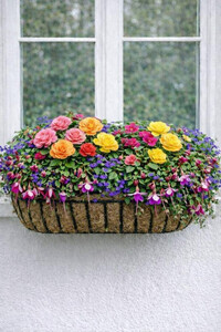 Sun May 31  English Hayrack 260531151